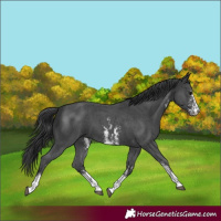 Horse Color:Black Sabino 
