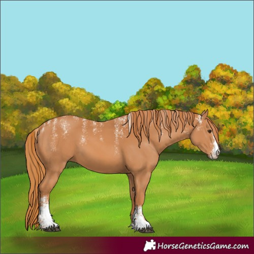 Horse Color:Powder White Chestnut 