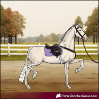 Horse Color:Cremello Tobiano 