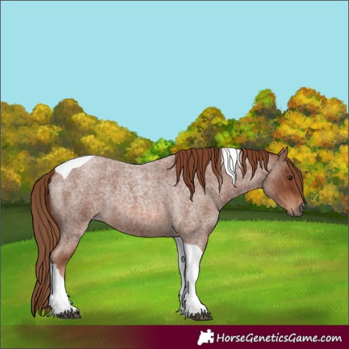 Horse Color:Red Roan Tobiano