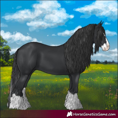 Horse Color:Black Splash