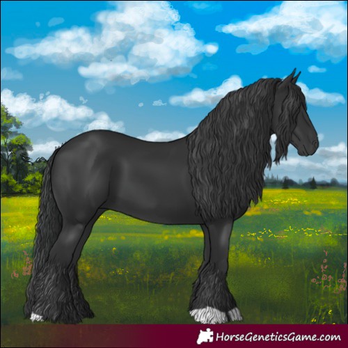 Horse Color:Black 