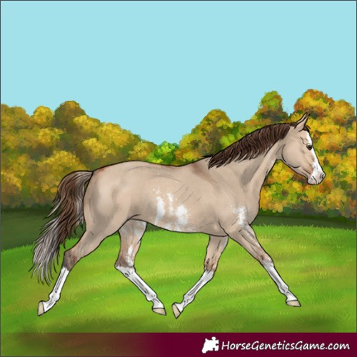 Horse Color:Bay Dun Sabino Splash Appaloosa Rabicano 