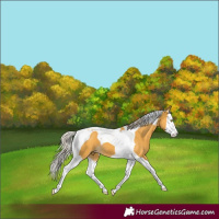 Horse Color:Palomino Splash Tobiano 