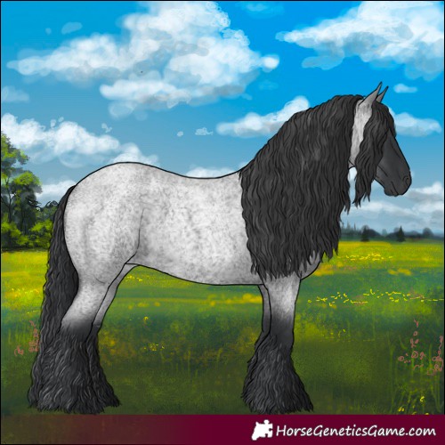 Horse Color:Blue Roan