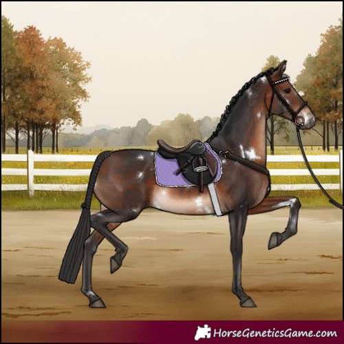 Horse Color:White Spotted Brown
