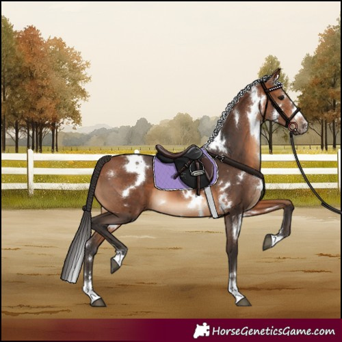 Horse Color:White Spotted Bay 