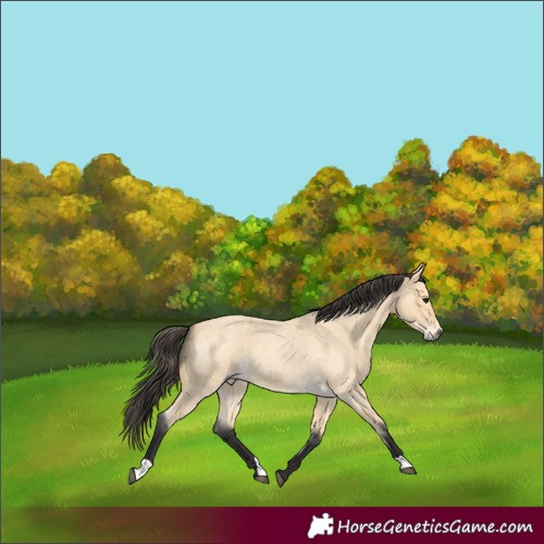 Horse Color:Buckskin Roan 