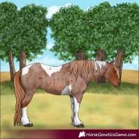 Horse Color:Red Roan Tobiano 