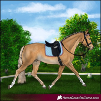 Horse Color:Palomino Tobiano 