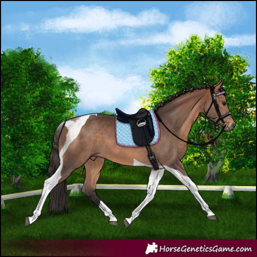Horse Color:Bay Tobiano