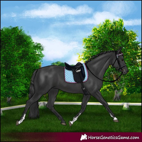 Horse Color:Black Sabino 