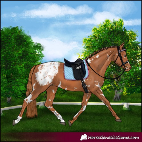 Horse Color:White Spotted Chestnut Appaloosa