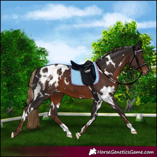 Horse Color:Gray White Spotted Liver Chestnut Appaloosa 