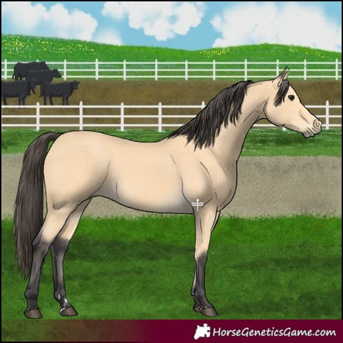 Horse Color:Buckskin