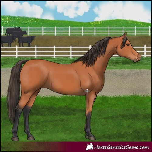 Horse Color:Bay 