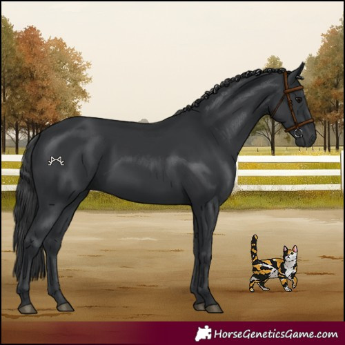 Horse Color:Black 
