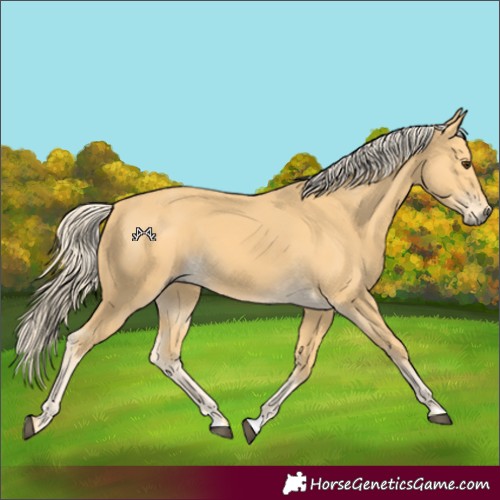 Horse Color:Palomino