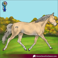Horse Color:Palomino 