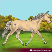 Horse Color:Palomino