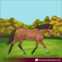 Horse Color:Powder White Bay