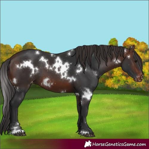 Horse Color:White Spotted Brown Varnish 
