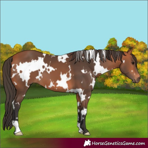 Horse Color:White Spotted Bay