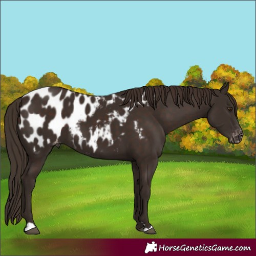 Horse Color:Liver Chestnut Near Leopard