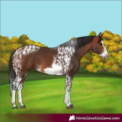 Horse Color:Bay Splash Frame and Bay Splash Tobiano Frame