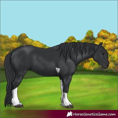 Horse Color:Black Tobiano