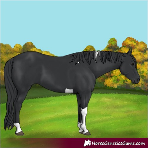 Horse Color:Black Tobiano 
