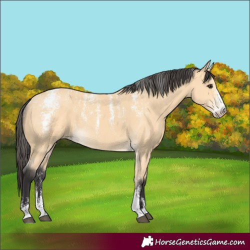 Horse Color:Powder White Buckskin