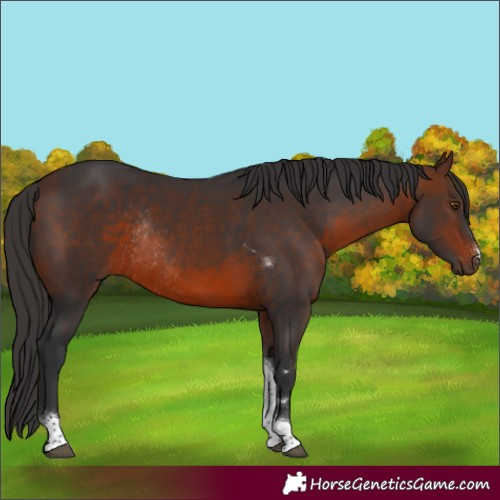 Horse Color:Brown Tobiano Rabicano 