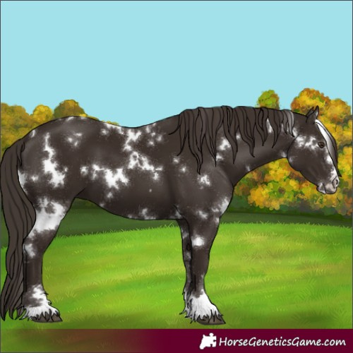 Horse Color:White Spotted Liver Chestnut 