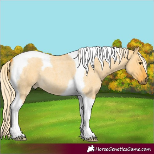 Horse Color:Palomino Roan Dun Tobiano