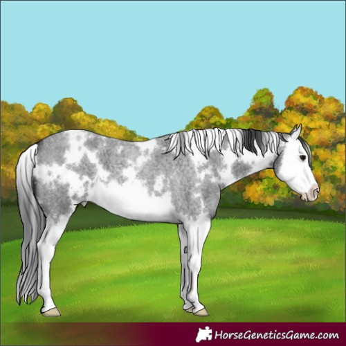 Horse Color:White Spotted Blue Roan Splash
