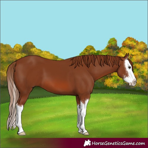 Horse Color:Chestnut Sabino Splash 