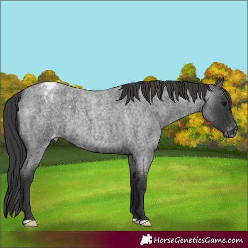 Horse Color:Blue Roan Varnish