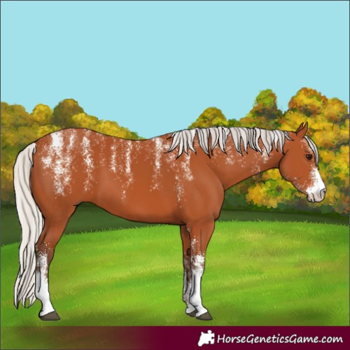 Horse Color:Powder White Silver Bay 