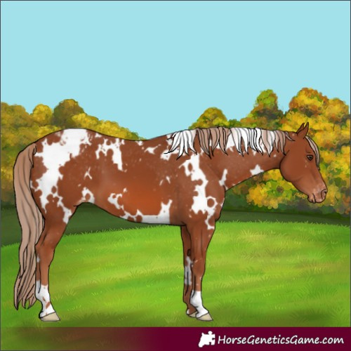 Horse Color:White Spotted Chestnut Varnish
