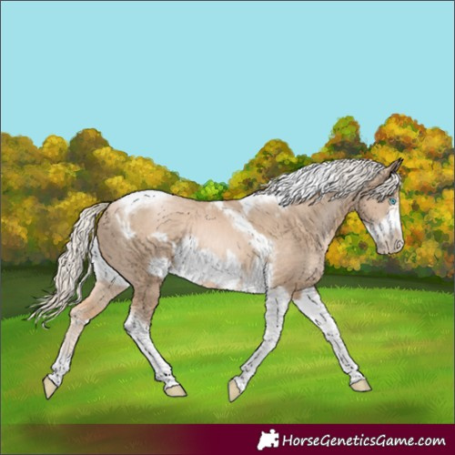 Horse Color:Chocolate Palomino Pearl Tobiano Frame and Chocolate Palomino Pearl Tobiano Frame