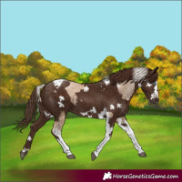 Horse Color:Liver Chestnut Snowdrop Pearl Tobiano Frame and Liver Chestnut Tobiano Frame