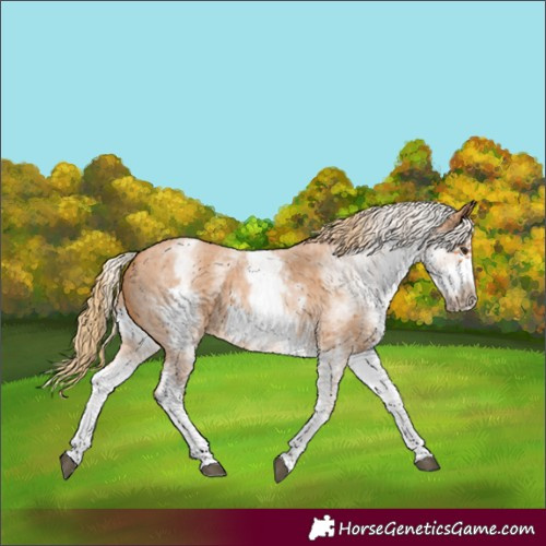 Horse Color:White Spotted Chestnut Sabino Frame