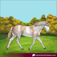 Horse Color:White Spotted Chestnut Sabino Frame