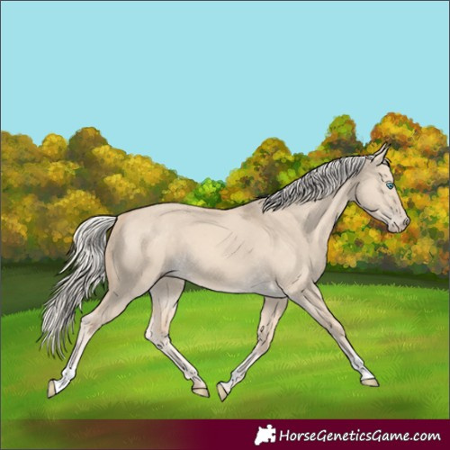 Horse Color:Cremello Dun