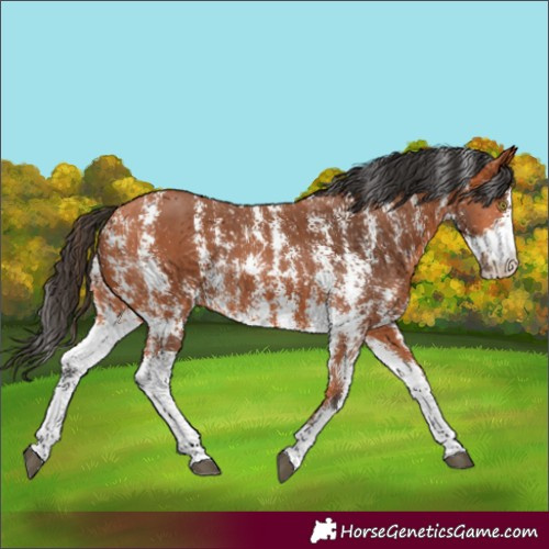 Horse Color:Bay Sabino Rabicano 
