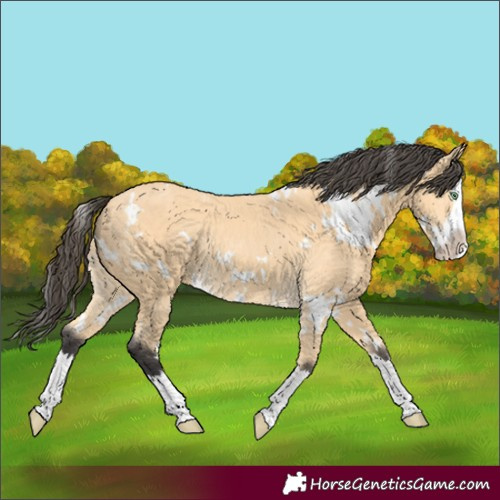Horse Color:White Spotted Buckskin Splash Rabicano 