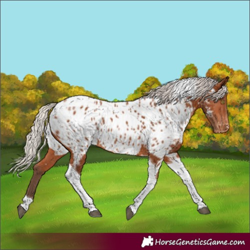 Horse Color:Silver Bay Tobiano Appaloosa Rabicano 