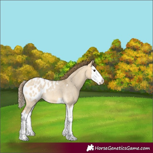 Horse Color:Buckskin Roan Dun Splash Blanket 