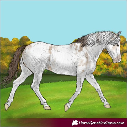 Horse Color:White Spotted Bay Dun Appaloosa 